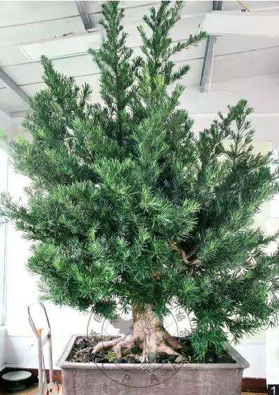 怎么制作直干罗汉松盆景的方法