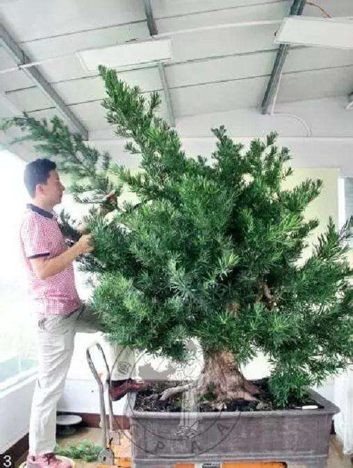 怎么制作直干罗汉松盆景的方法