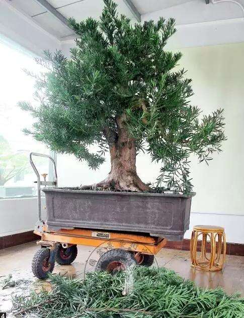 怎么制作直干罗汉松盆景的方法