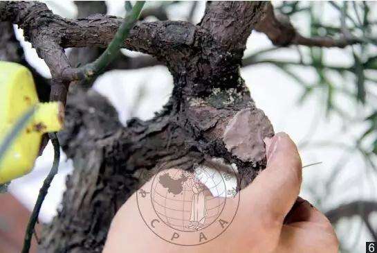 怎么制作直干罗汉松盆景的方法