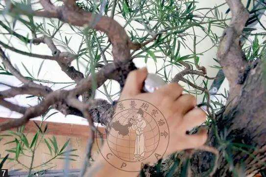 怎么制作直干罗汉松盆景的方法