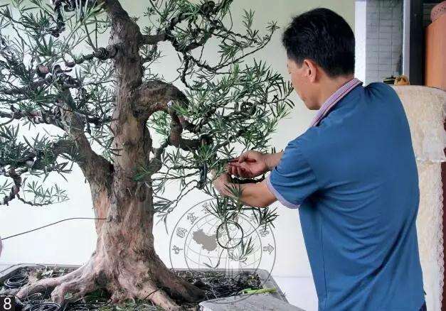 怎么制作直干罗汉松盆景的方法