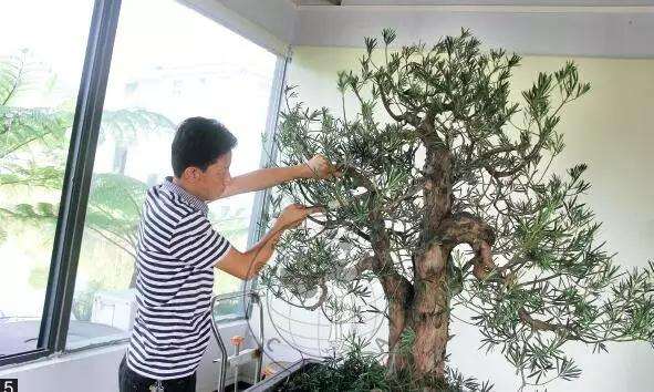 怎么制作直干罗汉松盆景的方法