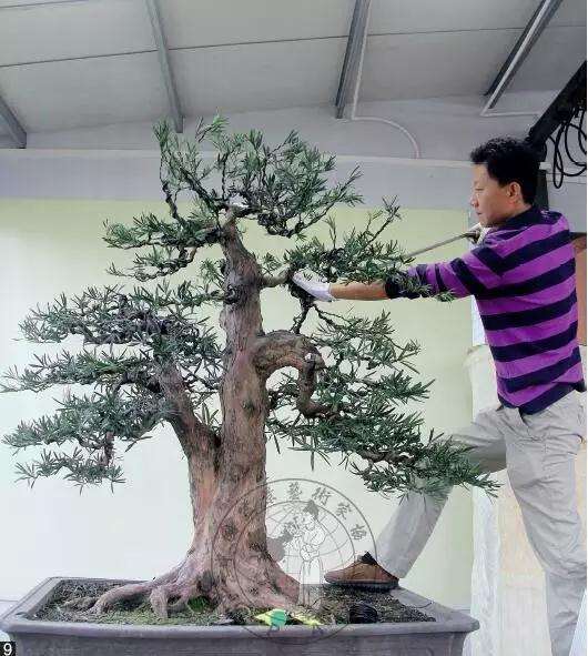 怎么制作直干罗汉松盆景的方法