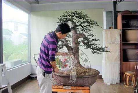 怎么制作直干罗汉松盆景的方法