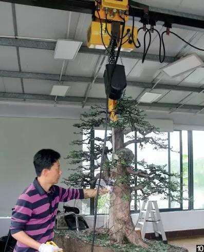 怎么制作直干罗汉松盆景的方法