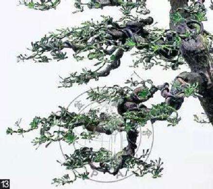 怎么制作直干罗汉松盆景的方法