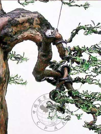 怎么制作直干罗汉松盆景的方法