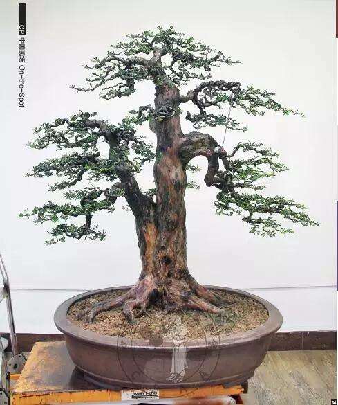 怎么制作直干罗汉松盆景的方法