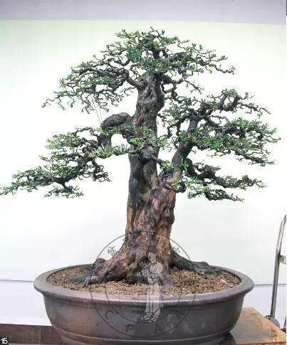 怎么制作直干罗汉松盆景的方法