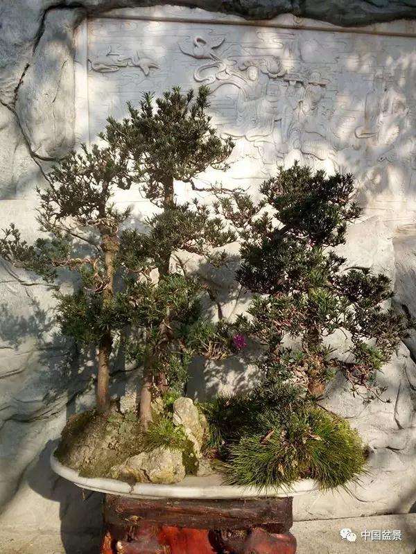 图解 罗汉松水旱盆景怎么制作的方法