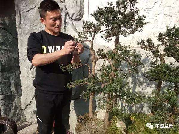 图解 罗汉松水旱盆景怎么制作的方法