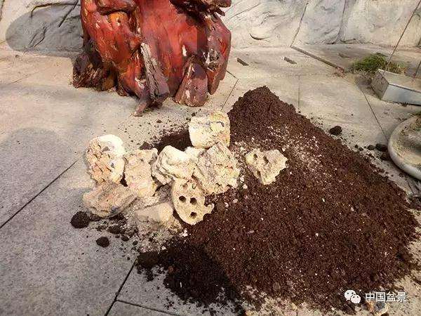 图解 罗汉松水旱盆景怎么制作的方法