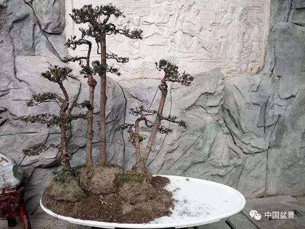 图解 罗汉松水旱盆景怎么制作的方法