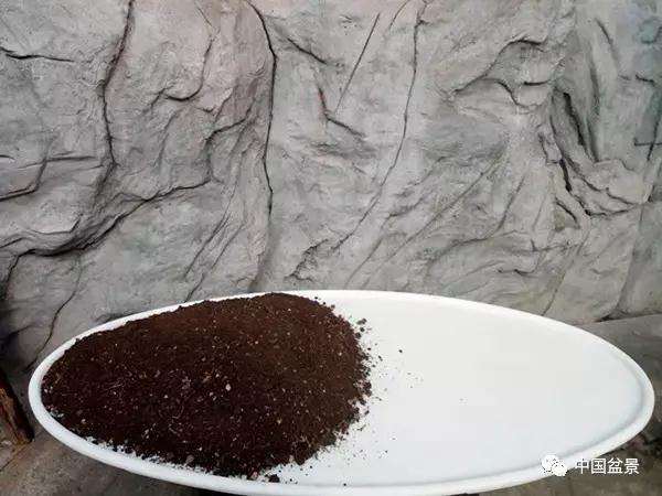 图解 罗汉松水旱盆景怎么制作的方法