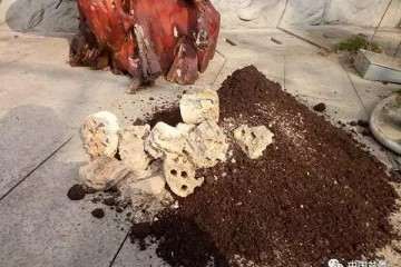 图解 罗汉松水旱盆景怎么制作的方法