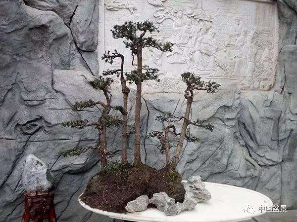 图解 罗汉松水旱盆景怎么制作的方法