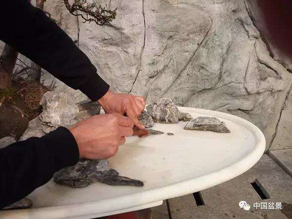 图解 罗汉松水旱盆景怎么制作的方法