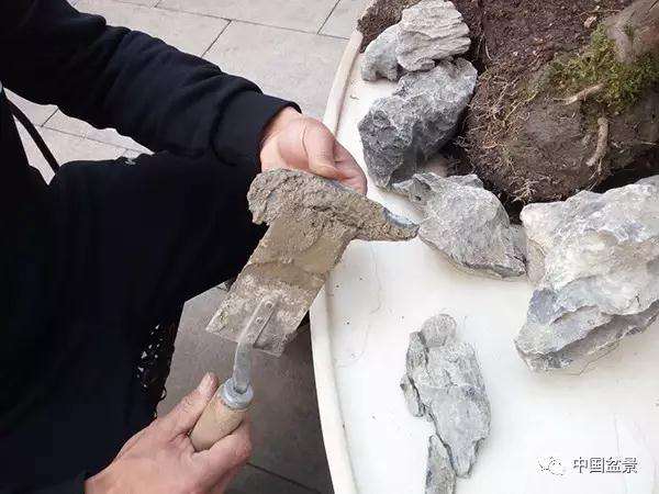 图解 罗汉松水旱盆景怎么制作的方法