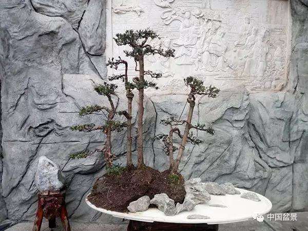 图解 罗汉松水旱盆景怎么制作的方法