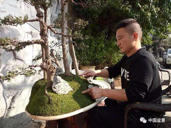 图解 罗汉松水旱盆景怎么制作的方法