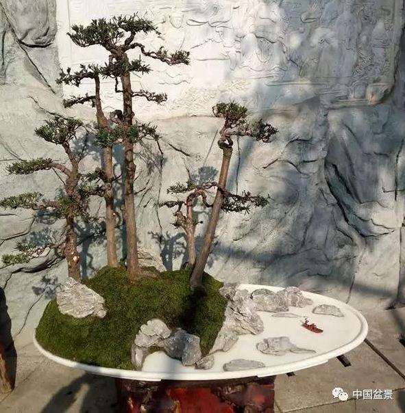 图解 罗汉松水旱盆景怎么制作的方法