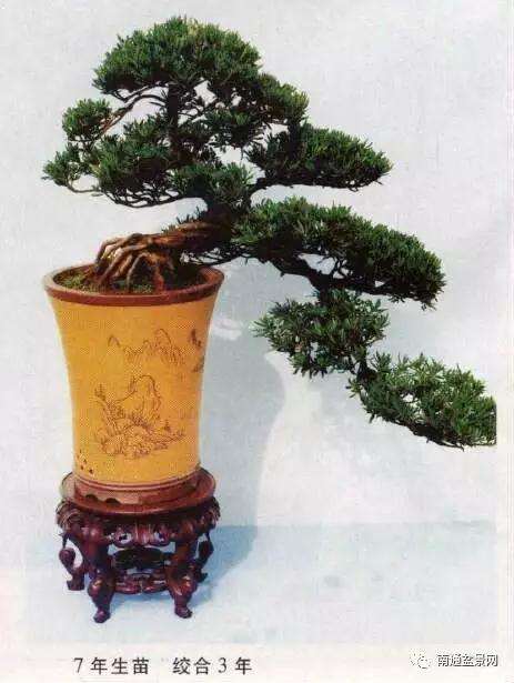 雀舌罗汉松盆景怎么并株绞合制作法