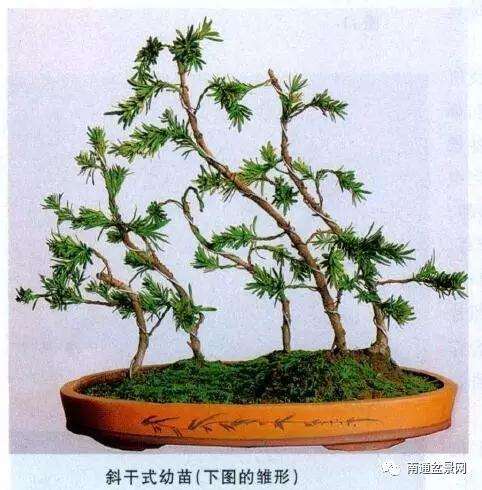 丛林式雀舌罗汉松盆景制作制作的方法