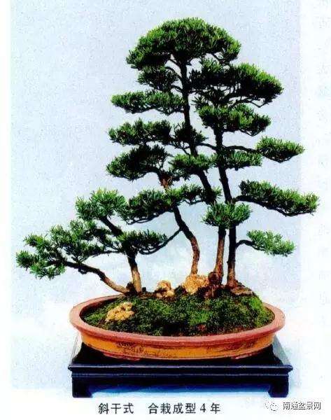 为什么罗汉松盆景因价格不再居高不下