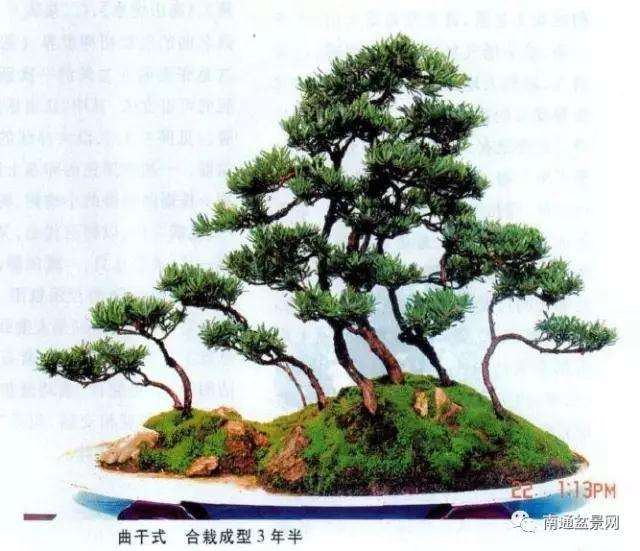 为什么罗汉松盆景因价格不再居高不下