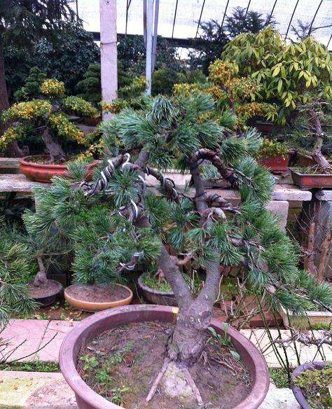 为什么罗汉松盆景因价格不再居高不下