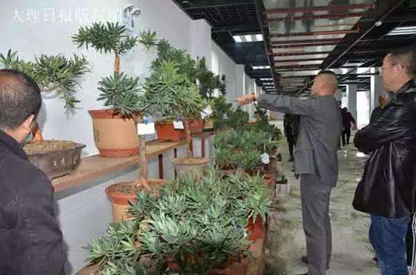 大理罗汉松盆景受市民追捧