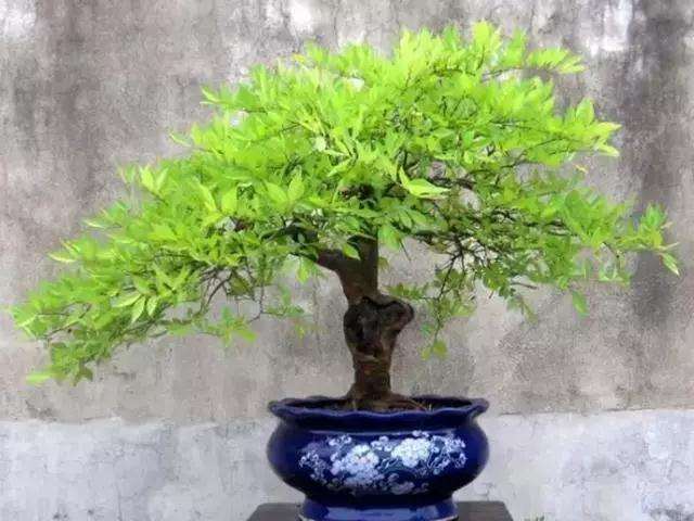 种植盆景怎么环剥换根的方法