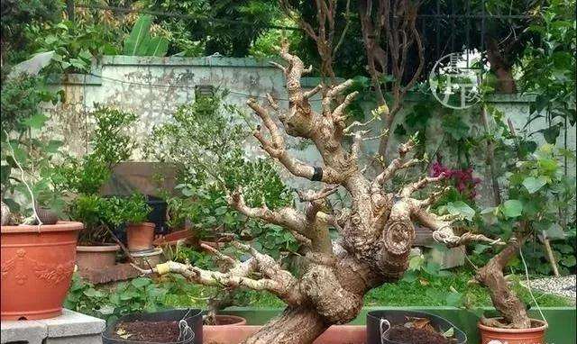 怎么制作朴树小品盆景的方法