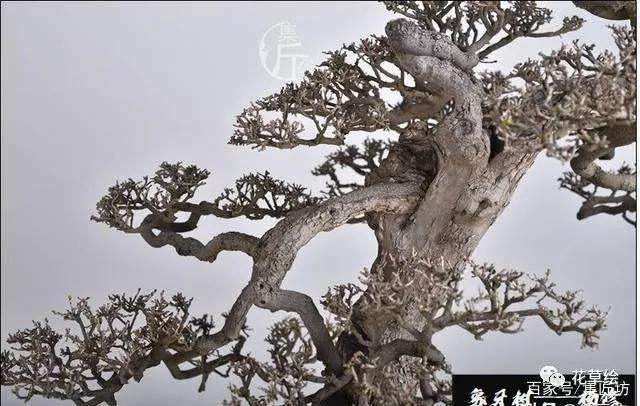 怎么制作朴树小品盆景的方法