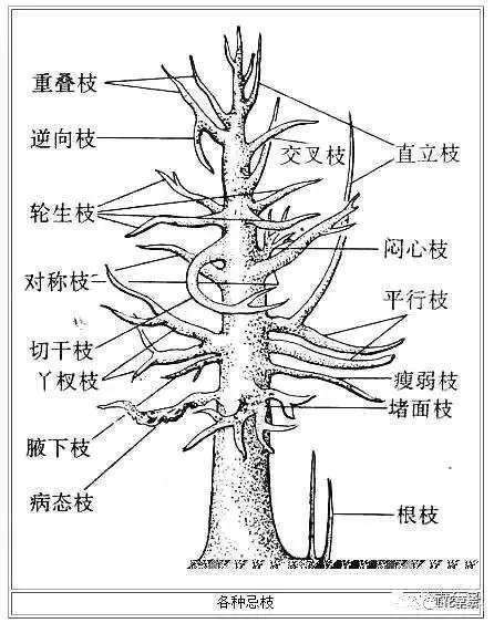 盆景忌枝处理技巧