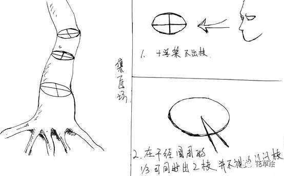 盆景忌枝处理技巧