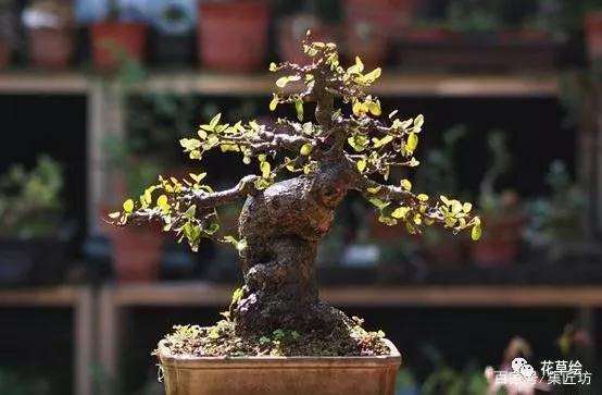 盆景忌枝处理技巧