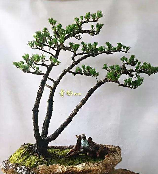 山松盆景怎么逼芽嫁接的方法