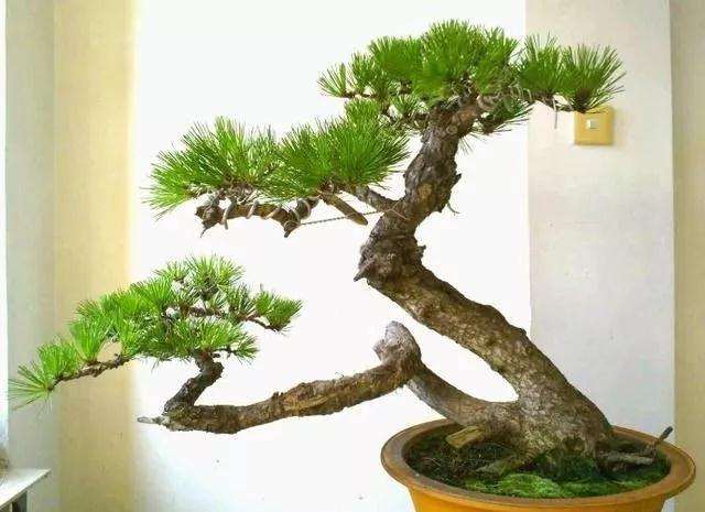 山松盆景怎么逼芽嫁接的方法