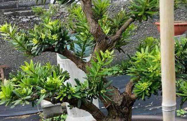 黑骨茶盆景怎么上盆造型的方法