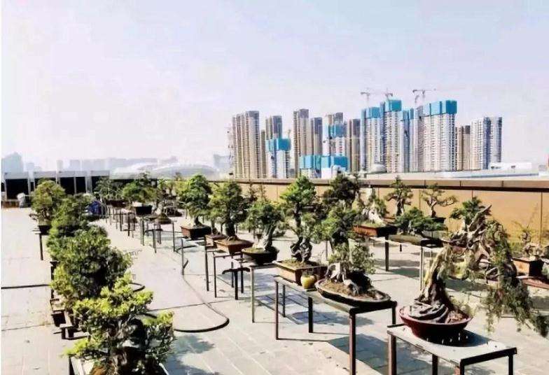 怎么利用露台或阳台空间来玩赏盆景