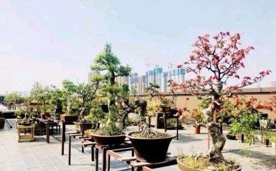 怎么利用露台或阳台空间来玩赏盆景