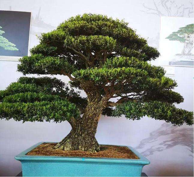 2019北京世园会盆景国际竞赛