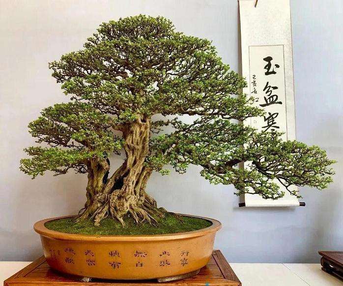 2019北京世园会盆景国际竞赛