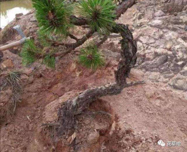 山松盆景怎么选择树桩的方法