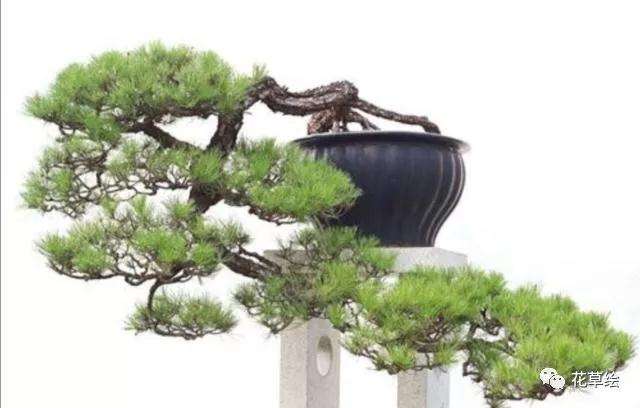 夏季山松盆景怎么浇水施肥的方法