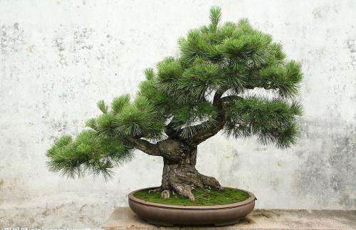 五针松盆景怎么光照与造型的方法