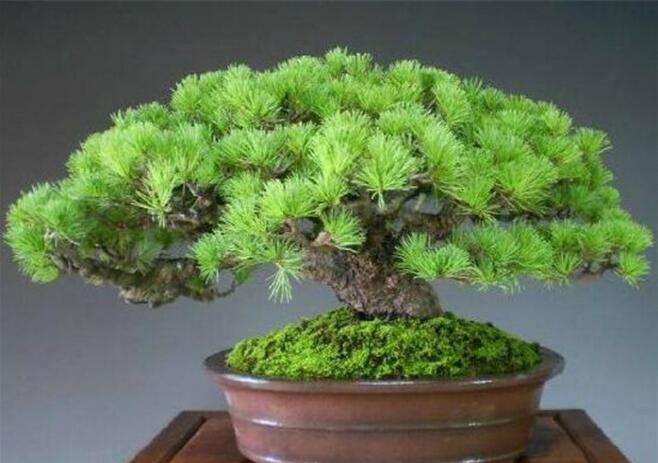 五针松盆景怎么土壤选材的方法