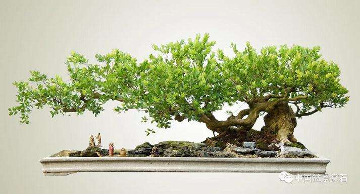 陈万均谈当代岭南山水盆景的前途